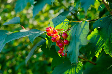 red berries on a branch