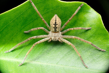 Huntsman spider, Olios species, Satara, Maharashtra, India