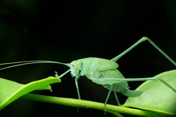 Leaf mimic katydid nymph, Tettigoniid species,Satara, Maharashtra, India