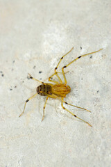 Spitting spider, Scytodes thoracica, Satara, Maharashtra, India