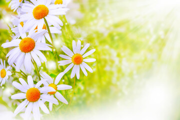 Obraz na płótnie Canvas White bright daisy flowers on a background of the summer landscape.
