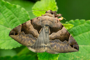Sturniids moth, Othorene species, Satara, Maharashtra, India
