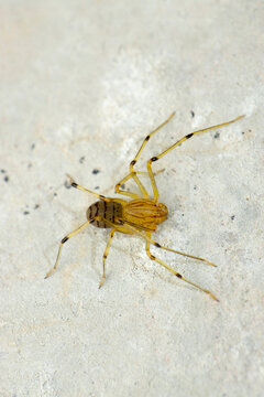 Spitting spider, Scytodes thoracica, Satara, Maharashtra, India