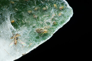 Nigma is a genus of cribellate araneomorph spiders in the family Dictynidae with spiderlings, Satara, Maharashtra, India