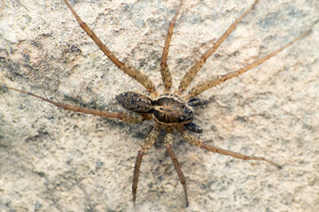 Tarantrula wolf spider, Lycosa tarantula, Satara, Maharashtra, India
