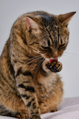 Muzzle of a cute tabby cat licking paws. Close up portrait of a cat.  Selective focus. The muzzle of a brown domestic cat.