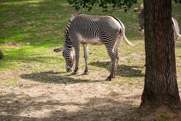Fototapeta na wymiar Zebra with white and black stipes is eating.