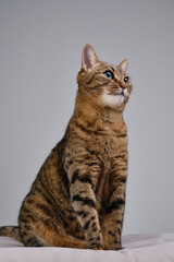 Beauty tabby cat. Kitten posing in a photo studio. Close up portrait of a brown domestic cat. 