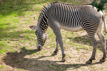 Fototapeta na wymiar Zebra with white and black stipes is eating.
