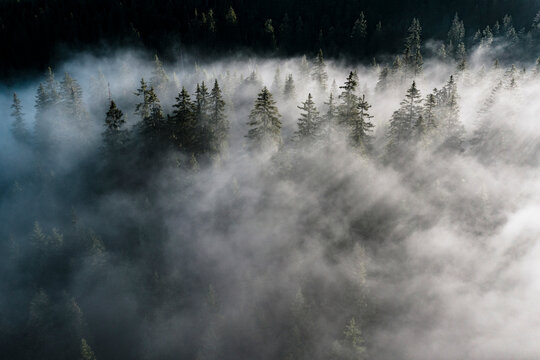 Trees of forest hidden by morning fog at dawn, Dolomites