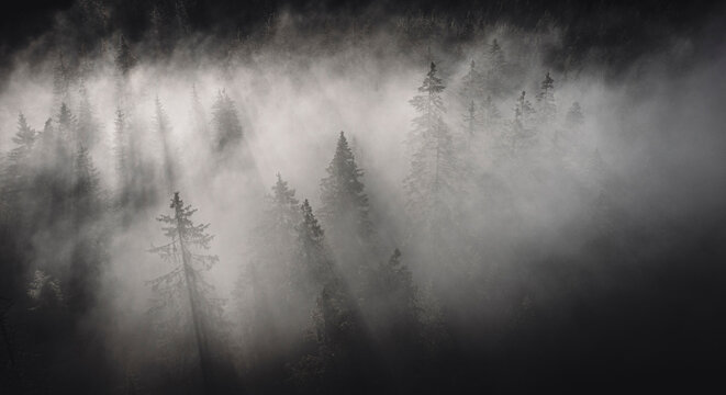 Fototapeta Dense fog covering the trees of forest at dawn