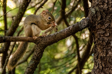 squirrel sitting on a tree branch