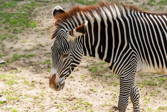 African zebra with white and black stripes in sunny day.