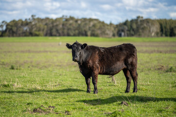 Stud Angus, wagyu and murray grey beef bulls and cows, being grass fed on a hill in Australia.