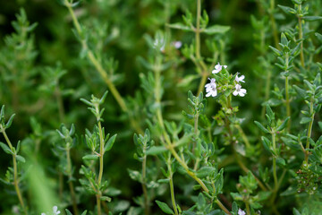 Fresh thyme herbs