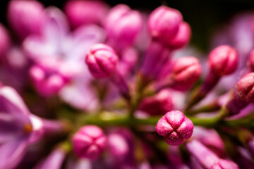 Extreme close up image of lilac blossom
