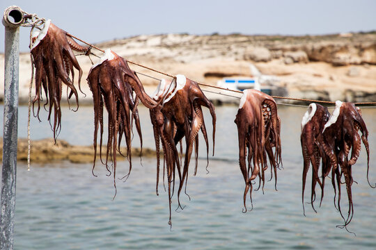 Drying Octopus, Mandrakia, Milos, Cyclades, Aegean Sea