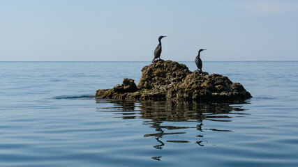 Council of black cormorants on rocks in the sea. Birds on guard, guarding the territory