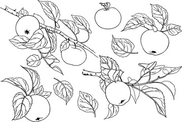 Vector illustration, apples on branches. Hand-drawn. For packaging, banners, postcards.