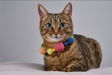 Fashion beauty tabby cat is wearing beads. Kitten in a necklace posing in a photo studio. Pretty cat wears jewelry. Close up portrait of a brown domestic cat.  Selective focus. . - Powered by Adobe