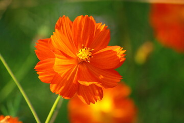 Orange flowers of the sulfur cosmos (Cosmos sulphureus)