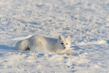 Naklejka na ściany i meble Wild arctic fox lying in tundra in winter time. Funny arctic fox playing.