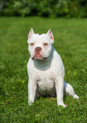 American Bully puppy dog sitting on green grass