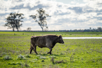 Farming Ranch Angus and Hereford Cattle