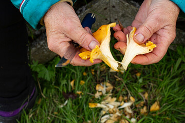 A cut chanterelle mushroom in the hands of an elderly woman close-up. - obrazy, fototapety, plakaty