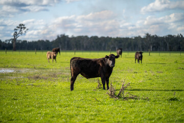 Stud beef cows and bulls grazing on green grass in Australia, breeds include speckled park, murray...