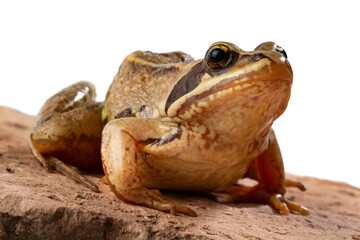 Common frog on a red stone close-up, white backdrop.