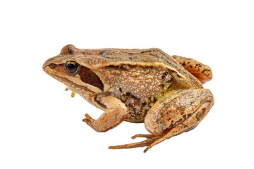 Frog side view isolated on white closeup.