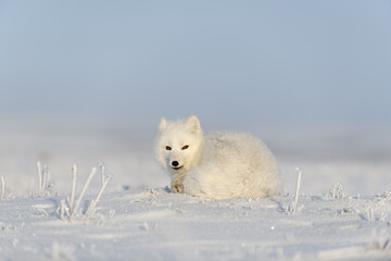 Fototapeta na wymiar Wild arctic fox (Vulpes Lagopus) in tundra in winter time. White arctic fox lying. Sleeping in tundra.