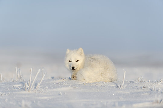 Wild arctic fox (Vulpes Lagopus) in tundra in winter time. White arctic fox lying. Sleeping in tundra. © Alexey Seafarer