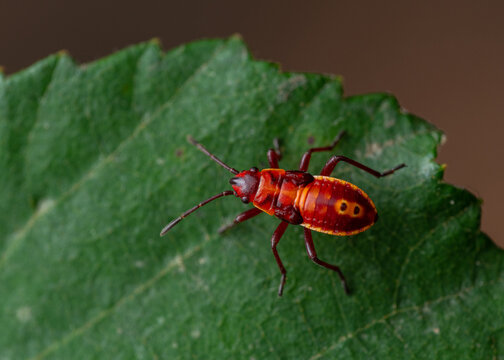 Close up of Nymph the firebug (Pyrrhocoris apterus)