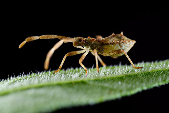 Dock bug or reddish-brown squashbug (Coreus marginatus)