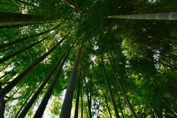 Fototapeta na wymiar Looking upward inside a bamboo forest in Tokyo, Japan, in daylight.