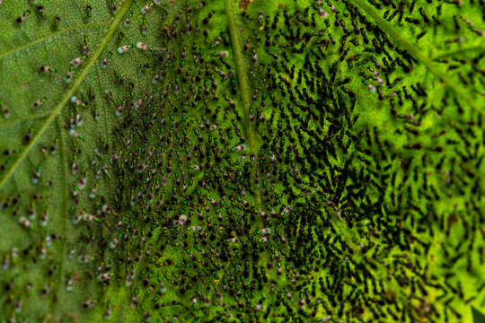 Chalcid wasps (Torymus sp.) and (Chrysocharis sp.) performing strange unidentified behavior