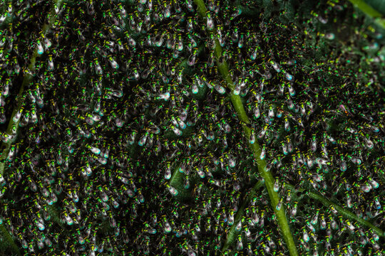 Chalcid wasps (Torymus sp.) and (Chrysocharis sp.) performing strange unidentified behavior