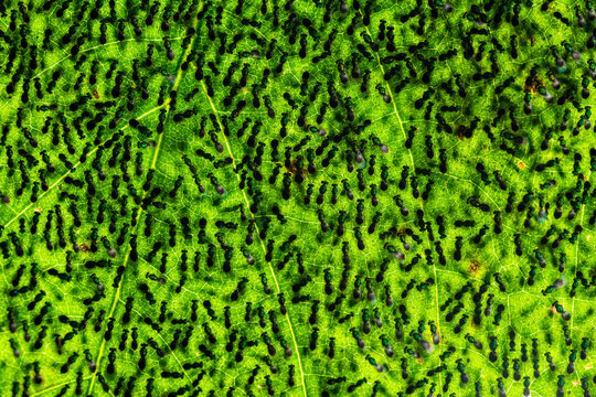 Chalcid wasps (Torymus sp.) and (Chrysocharis sp.) performing strange unidentified behavior