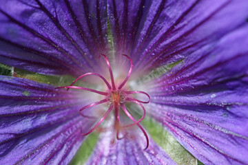 Obraz premium Close up of a geranium flower 