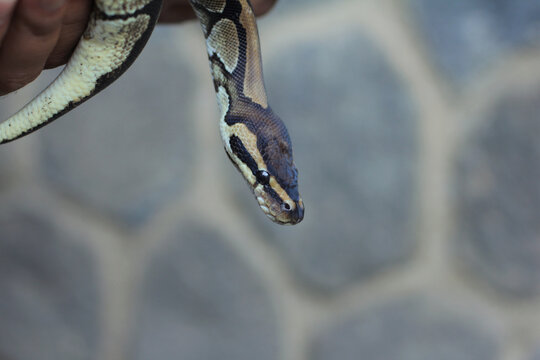 The ball python is a python species native to West and Central Africa