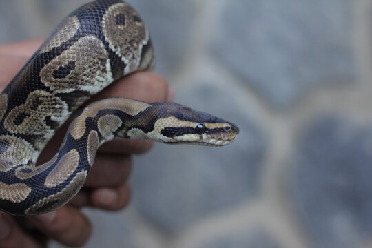 The ball python is a python species native to West and Central Africa