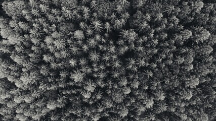 Aerial top view of summer black and white trees in the forest. Forest from a bird's eye view. Drone photo.