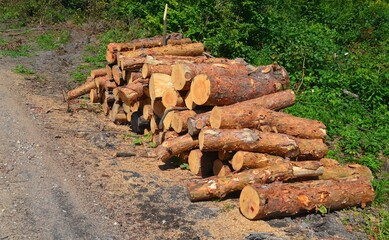 Drewno w lesie - 456968444