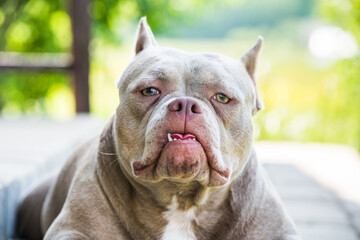Lilac color American Bully dog guards the house outside