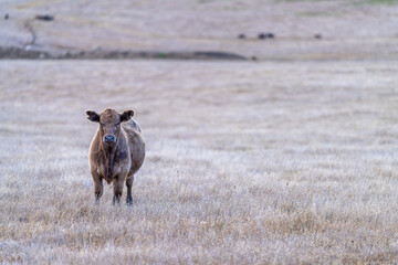 Speckled park, Murray grey, Angus cows and calf grazing on lush pasture. while they enjoy the sun...