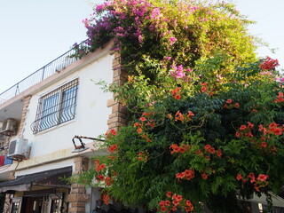 Fototapeta na wymiar old house with flowers in region