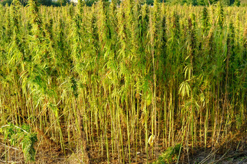 green cannabis plants growing in medical cannabis fields in Germany, medical marijuana legalization concept, cannabidiol, tetrahydrocannabinol production, CBD, drug trafficking, drug addiction