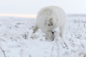  Wild arctic fox (Vulpes Lagopus) in tundra in winter time. White arctic fox.